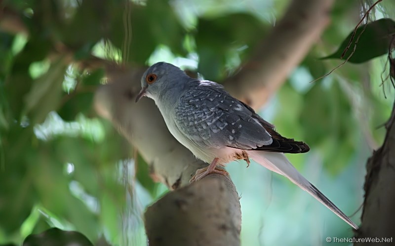 Upland Ground Birds